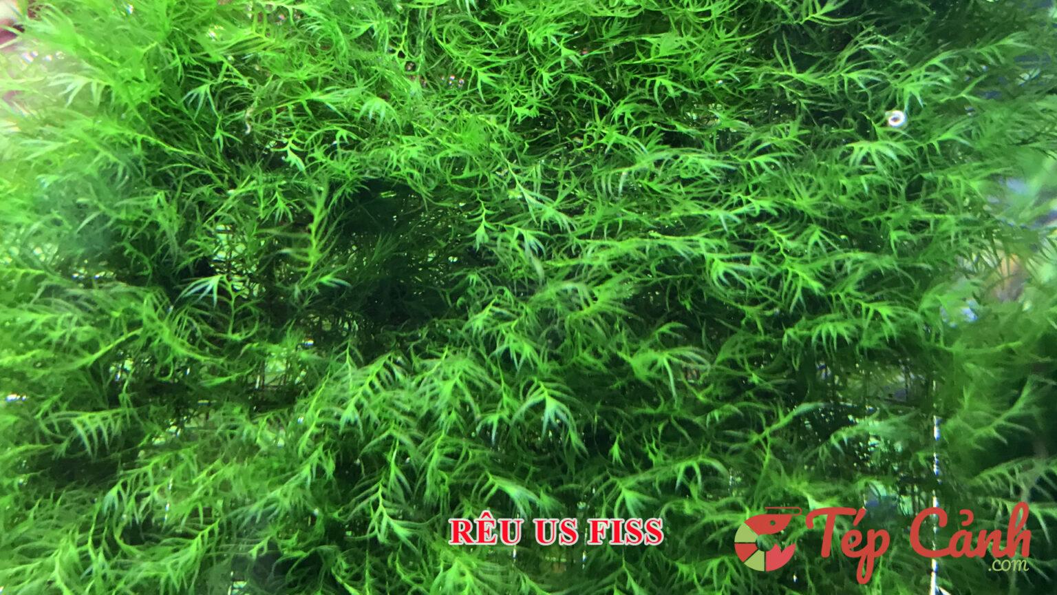 Các loại cây thủy sinh có thể trồng trong hồ tép cảnh