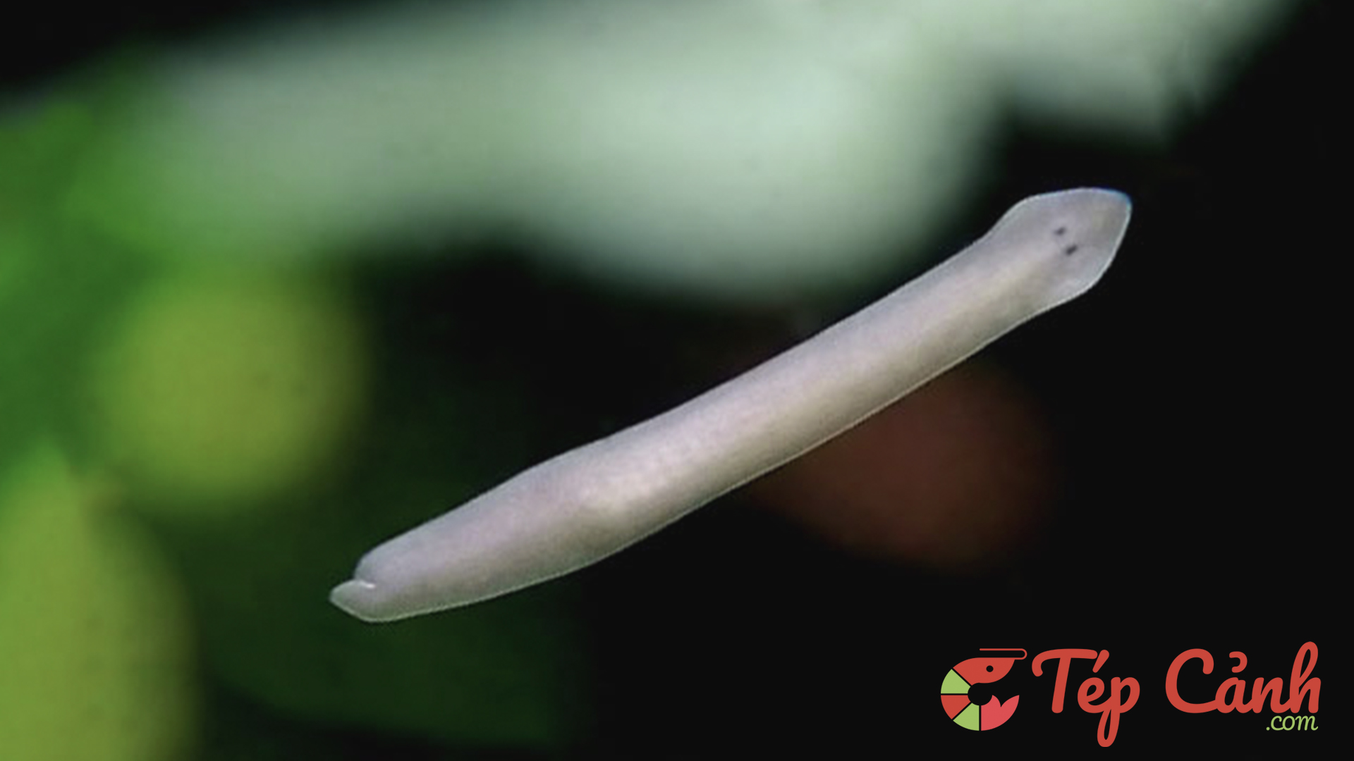 Tìm hiểu về sán trong bể nuôi tép cảnh