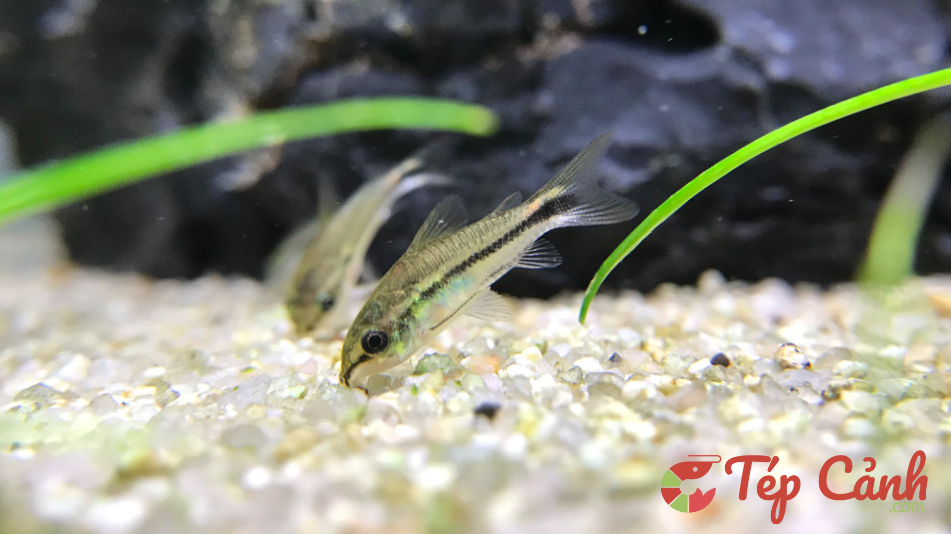 5 loại cá ăn rêu hại tốt nhất trong bể thủy sinh