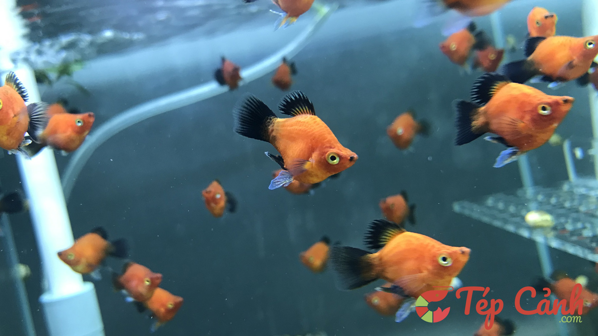 5 loại cá ăn rêu hại tốt nhất trong bể thủy sinh